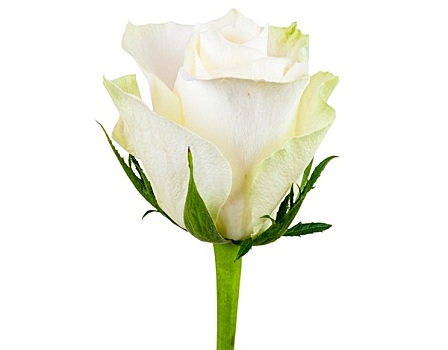 特写,白色蔷薇,花