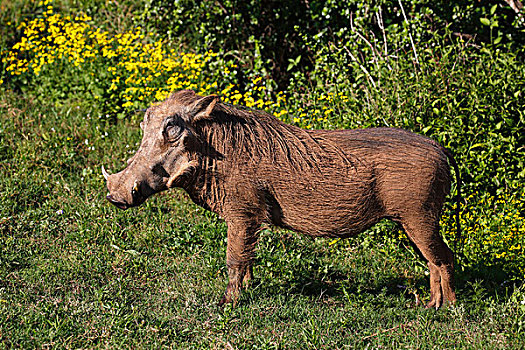普通,疣猪,雄性,阿多大象国家公园,东开普省,南非,非洲