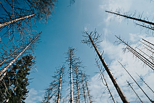 树林,哈尔茨山,国家公园