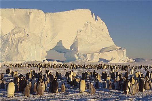 帝企鹅,栖息地,冰山,背景,南极