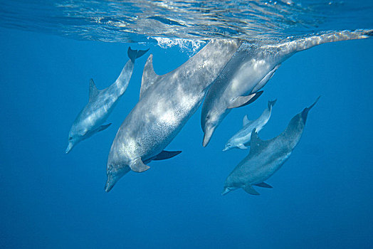印度洋,宽吻海豚,宽吻海豚属,海豚,鱼群,日本,亚洲