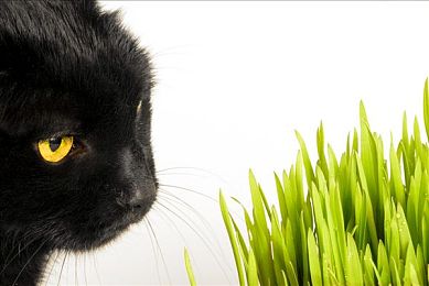 黑色 家猫 坐 正面 猫 草 高清图片 焦点创意