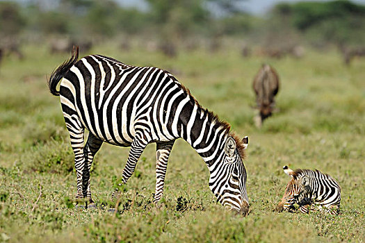 斑马,马,小马,塞伦盖蒂国家公园,坦桑尼亚