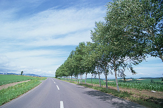 道路,地点,排,桦树