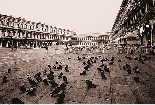 鸽子,人行道,威尼斯,意大利