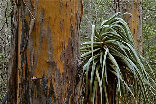橡胶树,树,奥弗兰,摇篮山,国家公园,塔斯马尼亚,澳大利亚