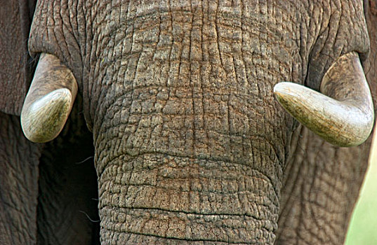 大象,獠牙,东非,坦桑尼亚