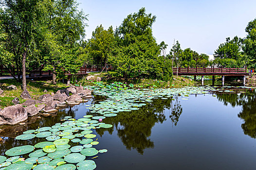 荷花盛开的中国长春净月潭国家森林公园风景