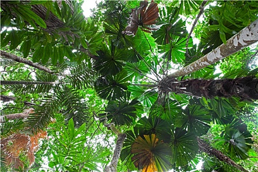 棕榈树,林冠层