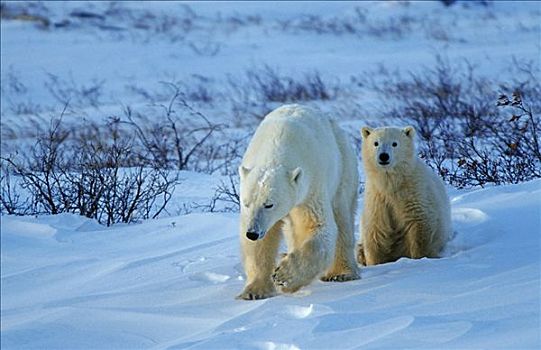 北极熊,雌性,幼仔,雪地,哈得逊湾,加拿大