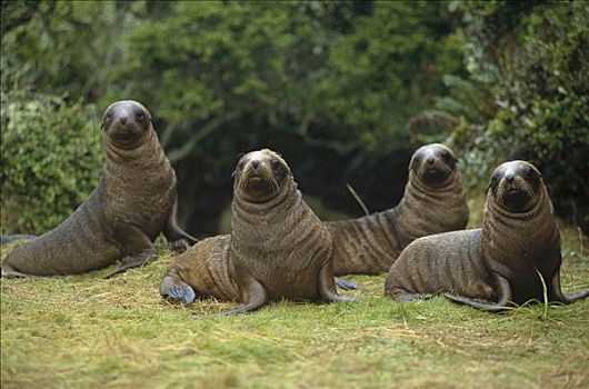 海狮,新西兰海狮,四个,幼兽,幼仔,树林,岛屿,奥克兰,新西兰