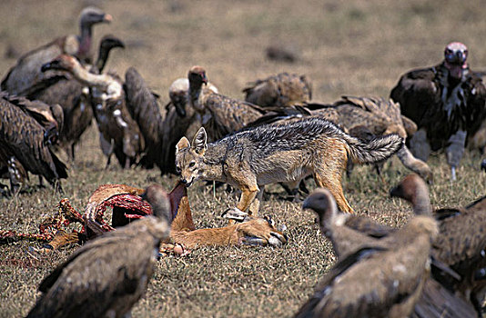 秃鹰,黑背狐狼,黑背豺,成年,吃,畜体,黑斑羚,马赛马拉,公园,肯尼亚