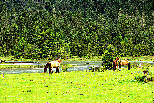 草地河流和马