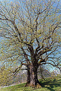 菩提树,椴树属,树,春天,拉姆绍,德国,欧洲