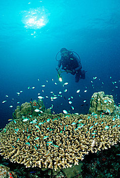 潜水,桌子,珊瑚,绿色,印度洋,马尔代夫