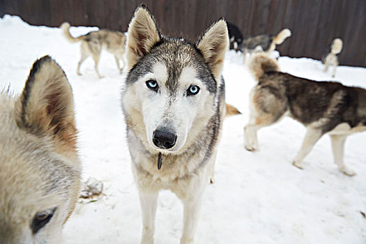 雪橇狗,树林,野生动植物保护区,安大略省,加拿大