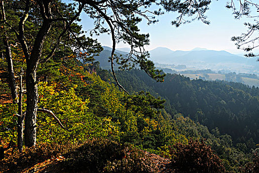 松树,树林,山,莱茵兰普法尔茨州,德国