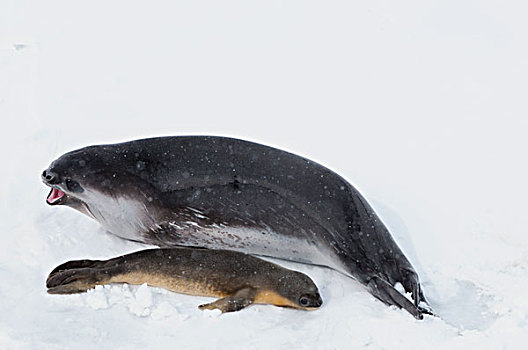 海豹,幼仔,浮冰,南大洋,东方,南极