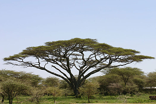 非洲,大草原,夏天,野生,旅游,坦桑尼亚,卢旺达,博茨瓦纳,肯尼亚