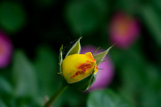 唯美月季花