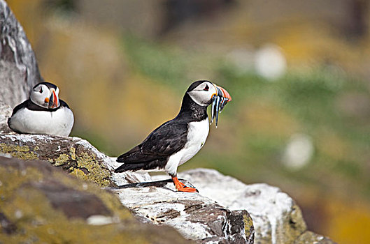 大西洋角嘴海雀,北极,法恩群岛,诺森伯兰郡,英格兰
