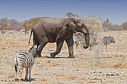 非洲象,牧群,斑马,埃托沙国家公园,纳米比亚,非洲