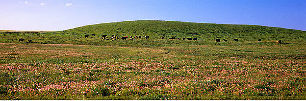 牛,放牧,地点,艾伯塔省,加拿大
