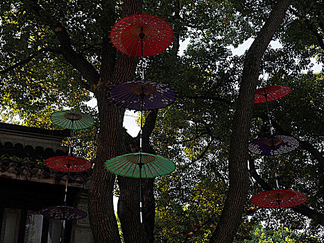 悬挂在树上的纸伞