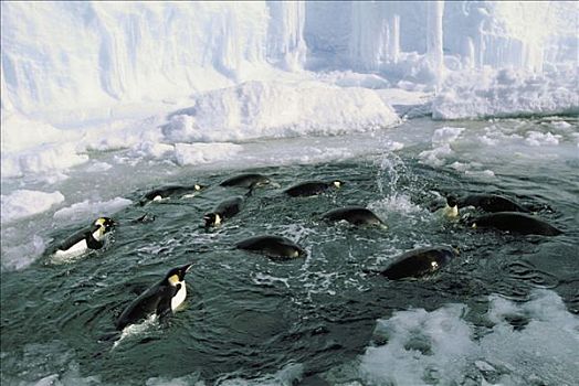 帝企鹅,游泳,生物群,东方,南极,冬天,景色