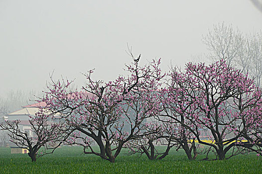 麦田里的桃树