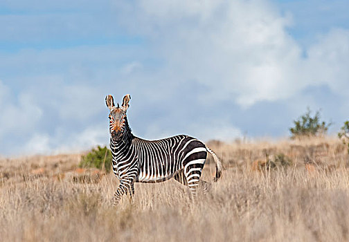 角山斑马,斑马,雄性,站立,草丛,南非,非洲
