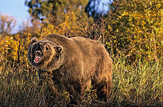 大灰熊,棕熊,蒙大拿,美国