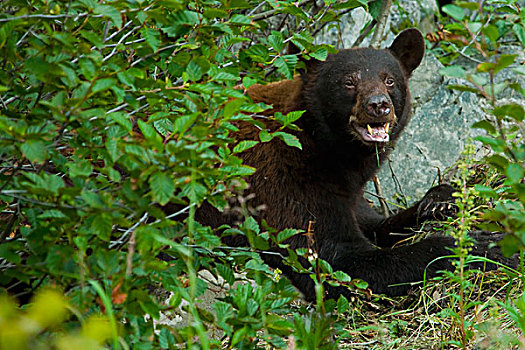 美洲黑熊,灌木丛,防护,杀,斯加格韦,阿拉斯加,美国