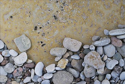 特写,鹅卵石,岩石上,表面