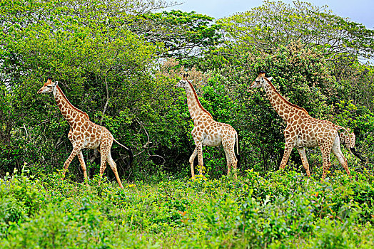 长颈鹿,成年,群,觅食,圣卢西亚,湾流,湿地,公园,纳塔耳,南非,非洲