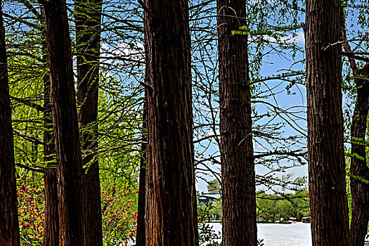 扬州瘦西湖湖畔的桫树林