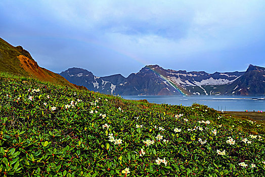 长白山天池高山花卉