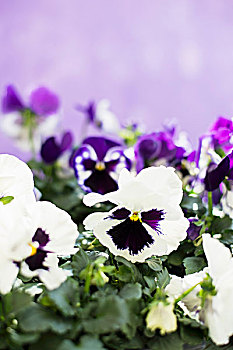 紫色,白色,堇菜属,丁香,背景
