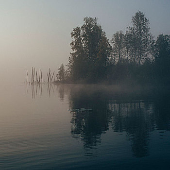 风景,平静,湖,树,雾状,天气