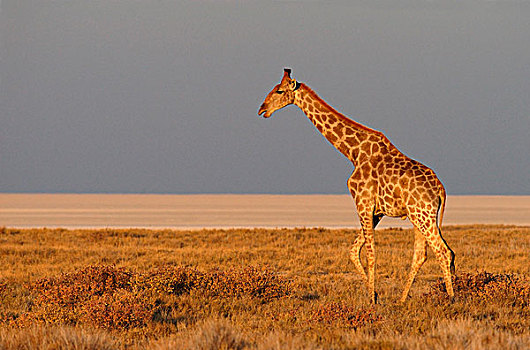 长颈鹿,成年,走,靠近,埃托沙国家公园,纳米比亚,非洲