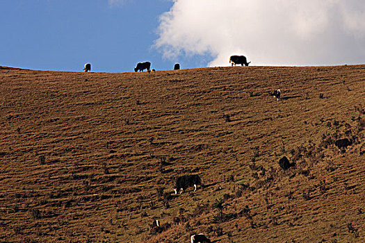 山顶上的牛羊