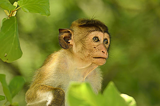 无边帽,短尾猿,弥猴属,小动物,坐,树,动物,国家公园,斯里兰卡,亚洲