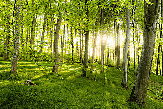 树林,树,春天,绿色,逆光,阳光,星,清新,草,山毛榉,亮光