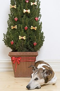 狗,圣诞树