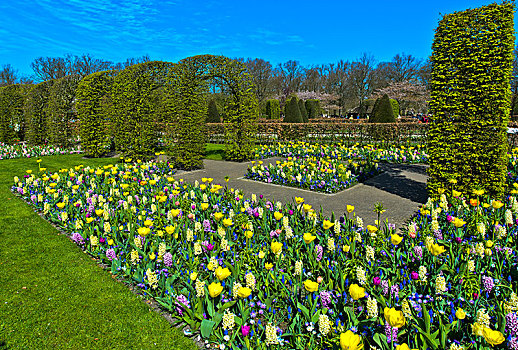 彩色,花坛,花展,库肯霍夫公园,荷兰,欧洲
