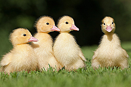 四个,小鸭子,草地