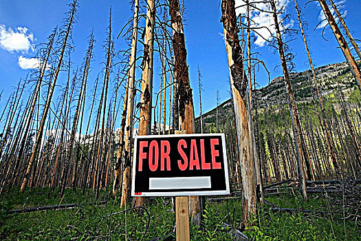 树,出售标识,班芙国家公园,艾伯塔省,加拿大