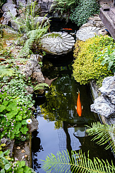 花园鱼池里的锦鲤