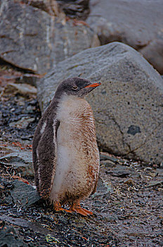 南极南乔治亚巴布亚企鹅金图企鹅宝宝