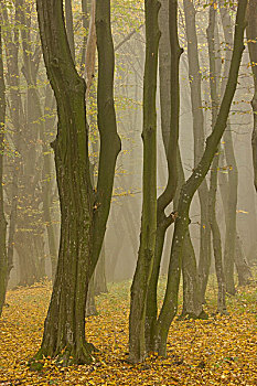 古老,木头,草场,山毛榉,铁树,树,雾气,自然,自然保护区,靠近,特兰西瓦尼亚,罗马尼亚,欧洲